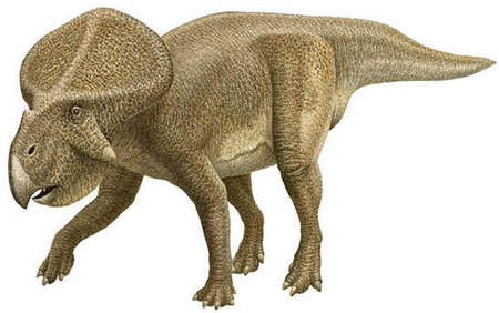 Protocerátops Protocerátops