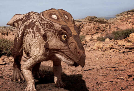 Protocerátops Protocerátops