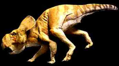 Protocerátops Protocerátops