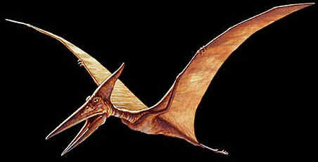 Pteranodon Pteranodon