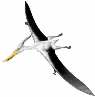 Pteranodon Pteranodon