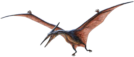 Pteranodon Pteranodon