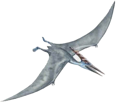 Pteranodon Pteranodon