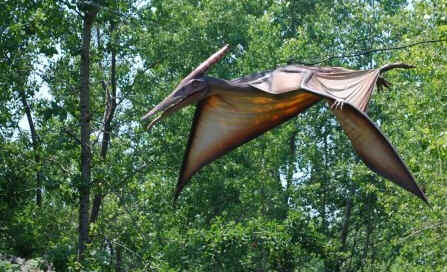 Pteranodon Pteranodon