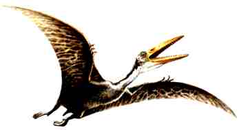 Pterodactylus
