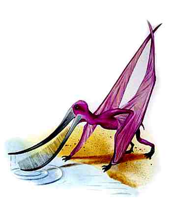Pterodaustro