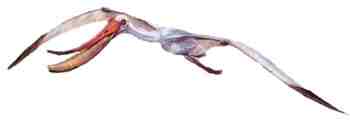 Pterodaustro
