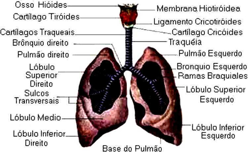 Pulmões Pulmões