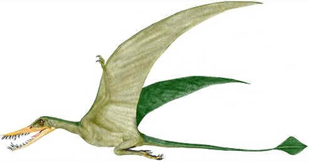 Rhamphorhynchus