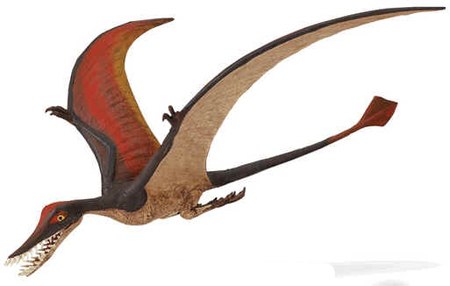Rhamphorhynchus