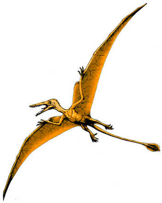 Rhamphorhynchus