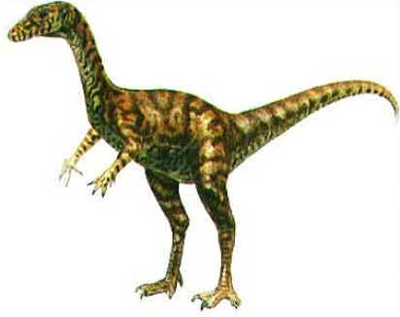 Saltopus Saltopus