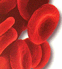 Sangue Sangue