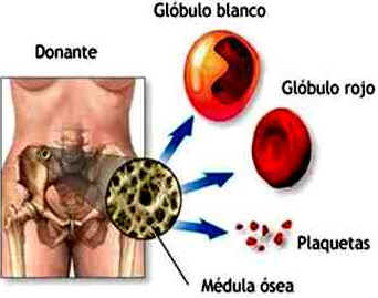 Sangue Sangue