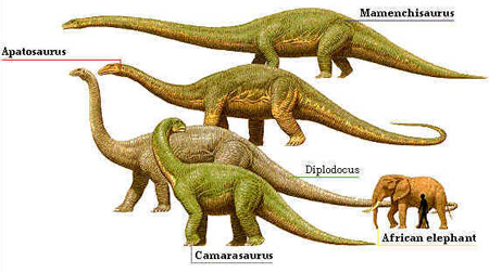 Saurópodes Saurópodes