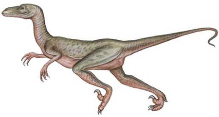 Saurornitholestes Saurornitholestes