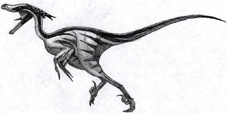 Saurornitholestes Saurornitholestes