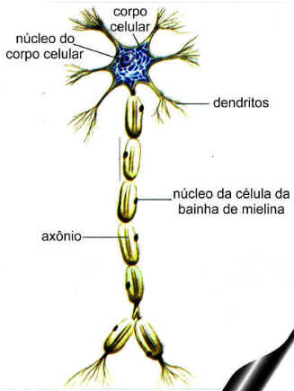 Sinapses