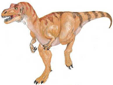 Sinraptor Sinraptor
