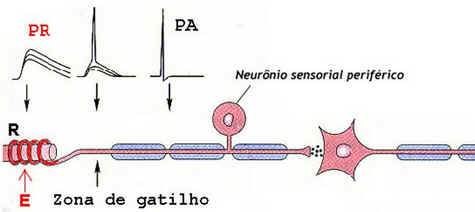 Sistema Sensorial