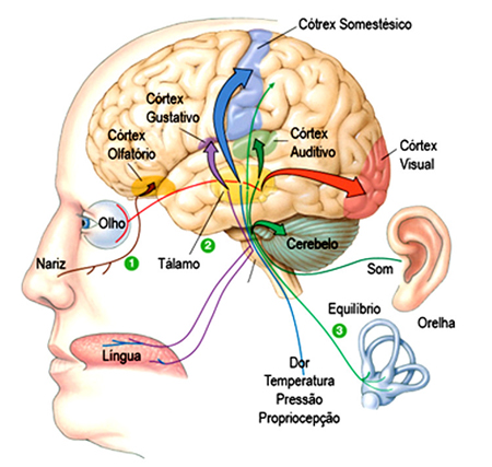 Sistema Sensorial