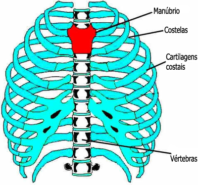 Sistema Respiratório