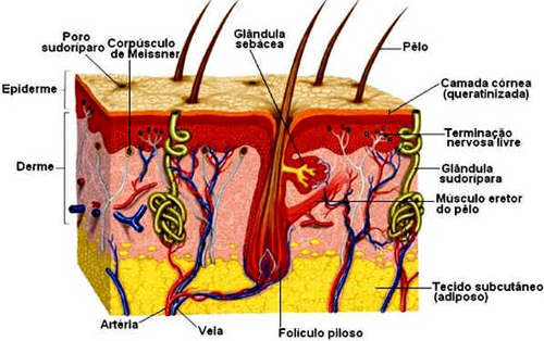 Sistema Tegumentar