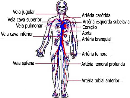 Sistema Circulatório