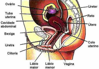 Sistema Reprodutor Feminino
