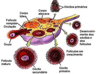 Sistema Reprodutor Feminino