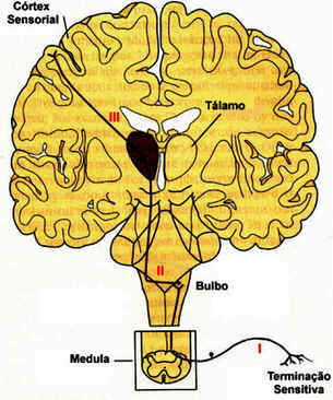 Sistema Sensorial