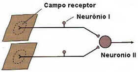 Sistema Sensorial