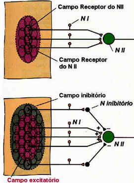 Sistema Sensorial