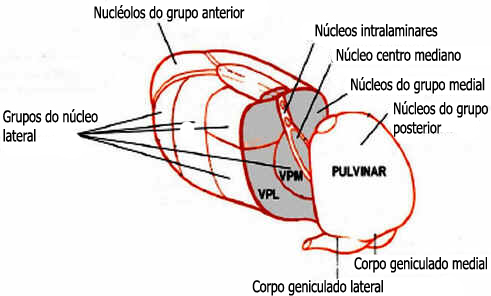 Sistema Sensorial