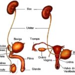 Sistema Urinário