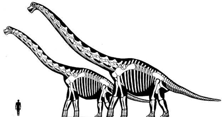 Sauroposeidon