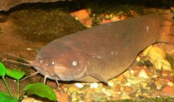Peixe-elétrico