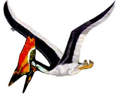 Thalassodromeus Thalassodromeus