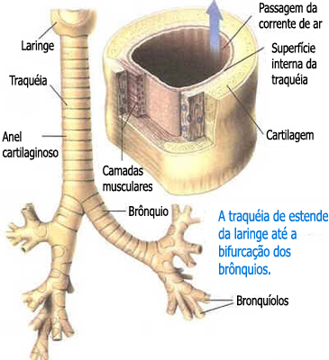 Traquéia Traquéia