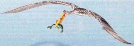 Tropeognathus