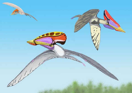 Tupuxuara