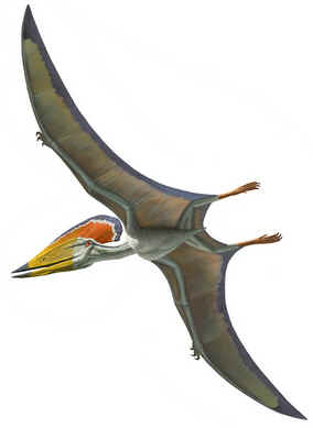Tupuxuara