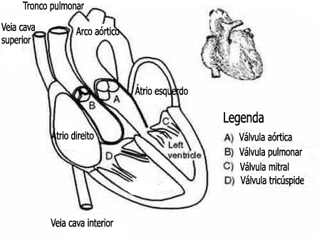 Válvulas Cardíacas Válvulas Cardíacas