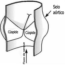 Válvulas Cardíacas Válvulas Cardíacas