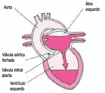 Válvulas Cardíacas Válvulas Cardíacas
