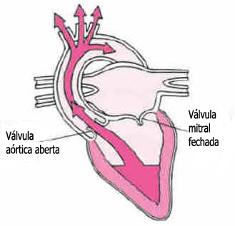 Válvulas Cardíacas Válvulas Cardíacas