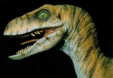 Velociraptor