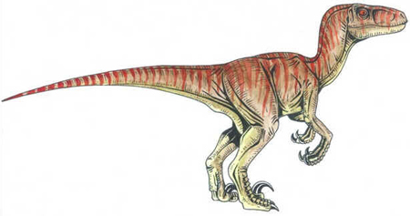 Velociraptor