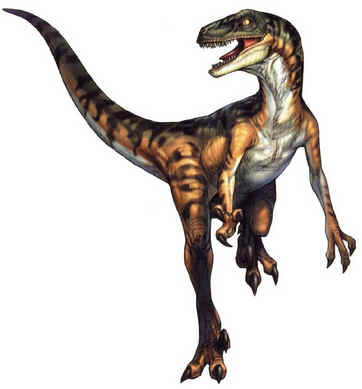 Velociraptor