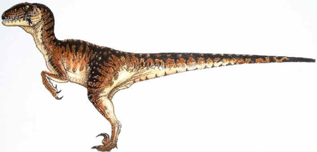 Velociraptor